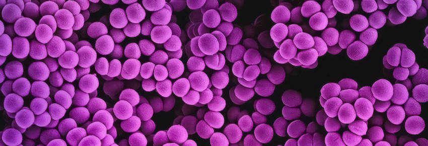  digestive health effecton blood pressure effect on cholesterol, such as LDL and HDL effect on weight and bone management metabolic benefits effect on skin health